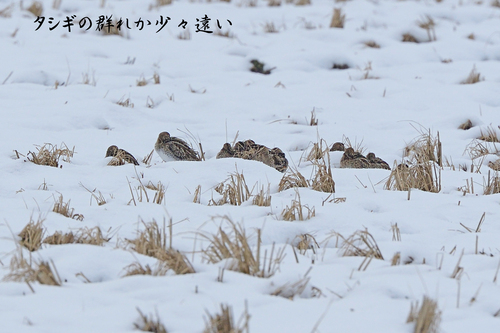 年の初めに_e0178477_11445093.jpg