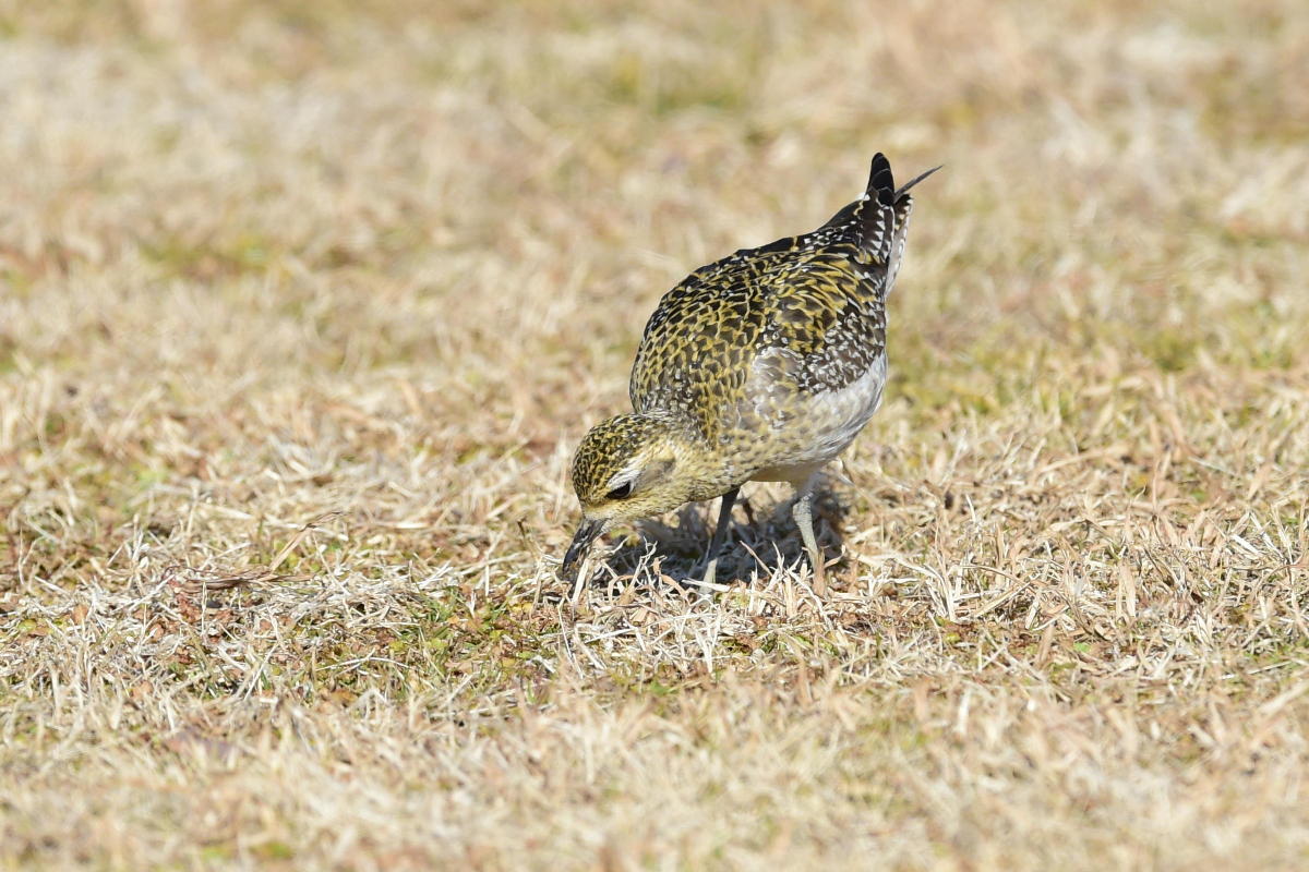 A公園の野鳥（ムナグロ）_c0144588_17190514.jpg