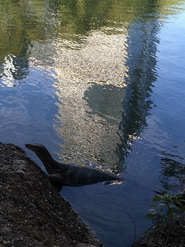 ルンピニー公園の、オオトカゲ　＊　バンコク旅_d0136804_15365473.jpg