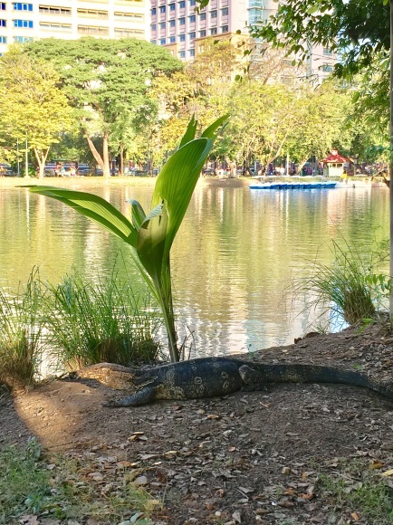 ルンピニー公園の、オオトカゲ　＊　バンコク旅_d0136804_15381000.jpg