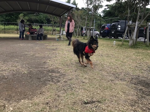 二度目のドッグラン＆カフェ♪_e0359604_12580000.jpg