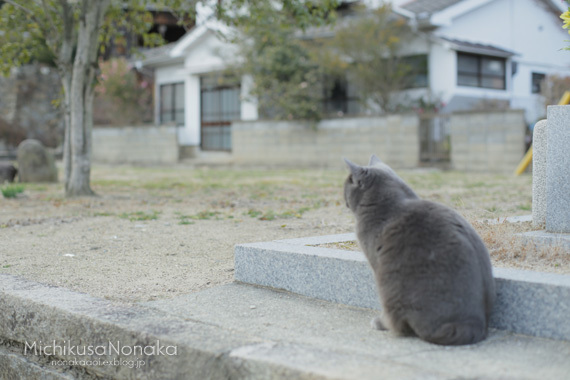 おのみちさんぽ①にゃんこたち_c0324507_23032036.jpg