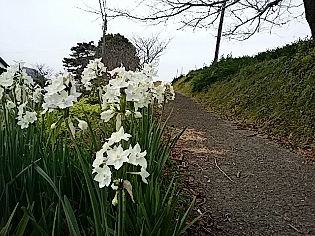 日本水仙と白花水仙の花…2018/1/7_f0231709_20512138.jpg