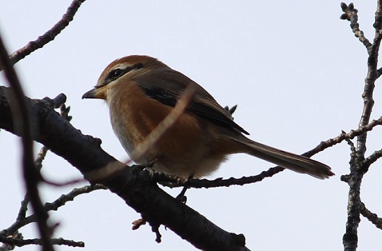 カモママ瓦版　近所の鳥達_c0280322_11243764.jpg