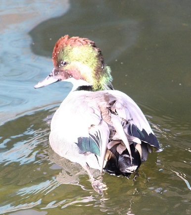 カモママ瓦版　近所の鳥達_c0280322_11250399.jpg