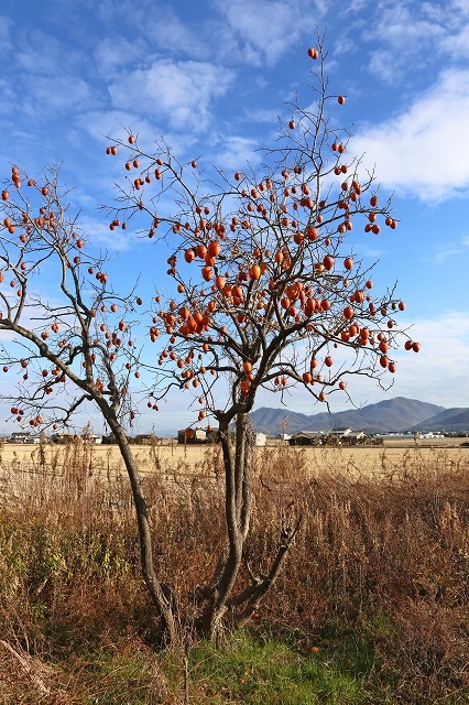 a0242438_17354978.jpg