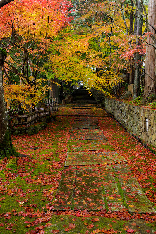 京都の紅葉2017 散りゆく秋（苗秀寺・後編）_f0155048_20412982.jpg