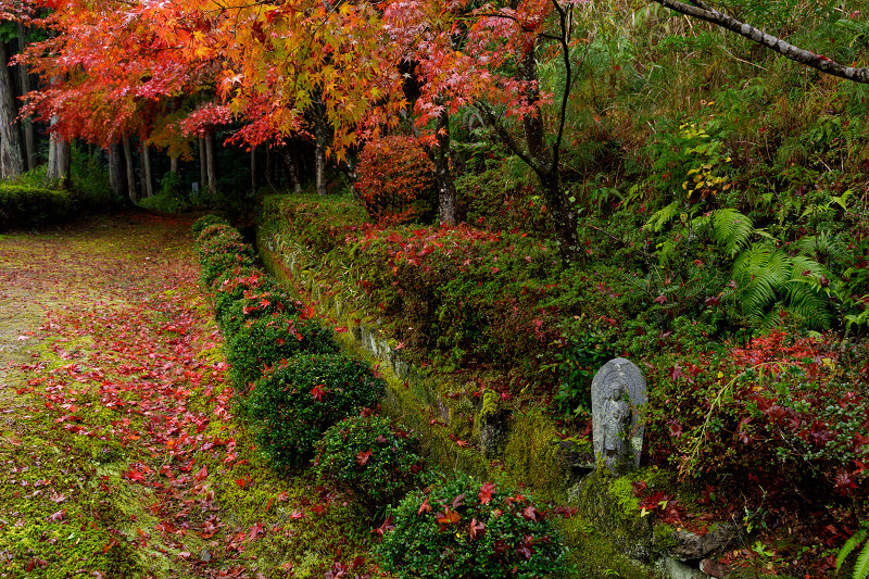 京都の紅葉2017 散りゆく秋（苗秀寺・後編）_f0155048_2111371.jpg