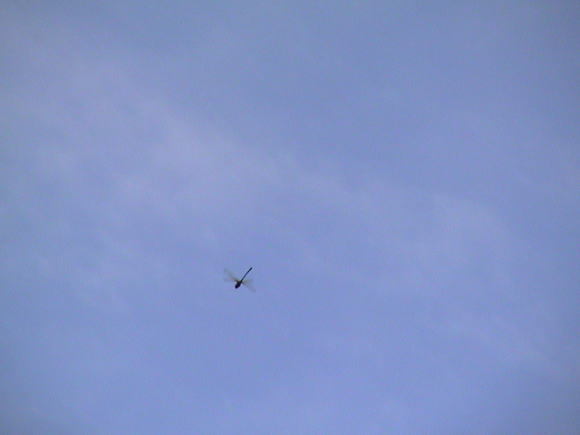 黄昏ヤンマ2_a0268377_20401892.jpg