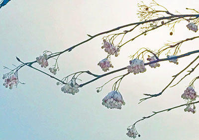 f0083977_15220052.jpg