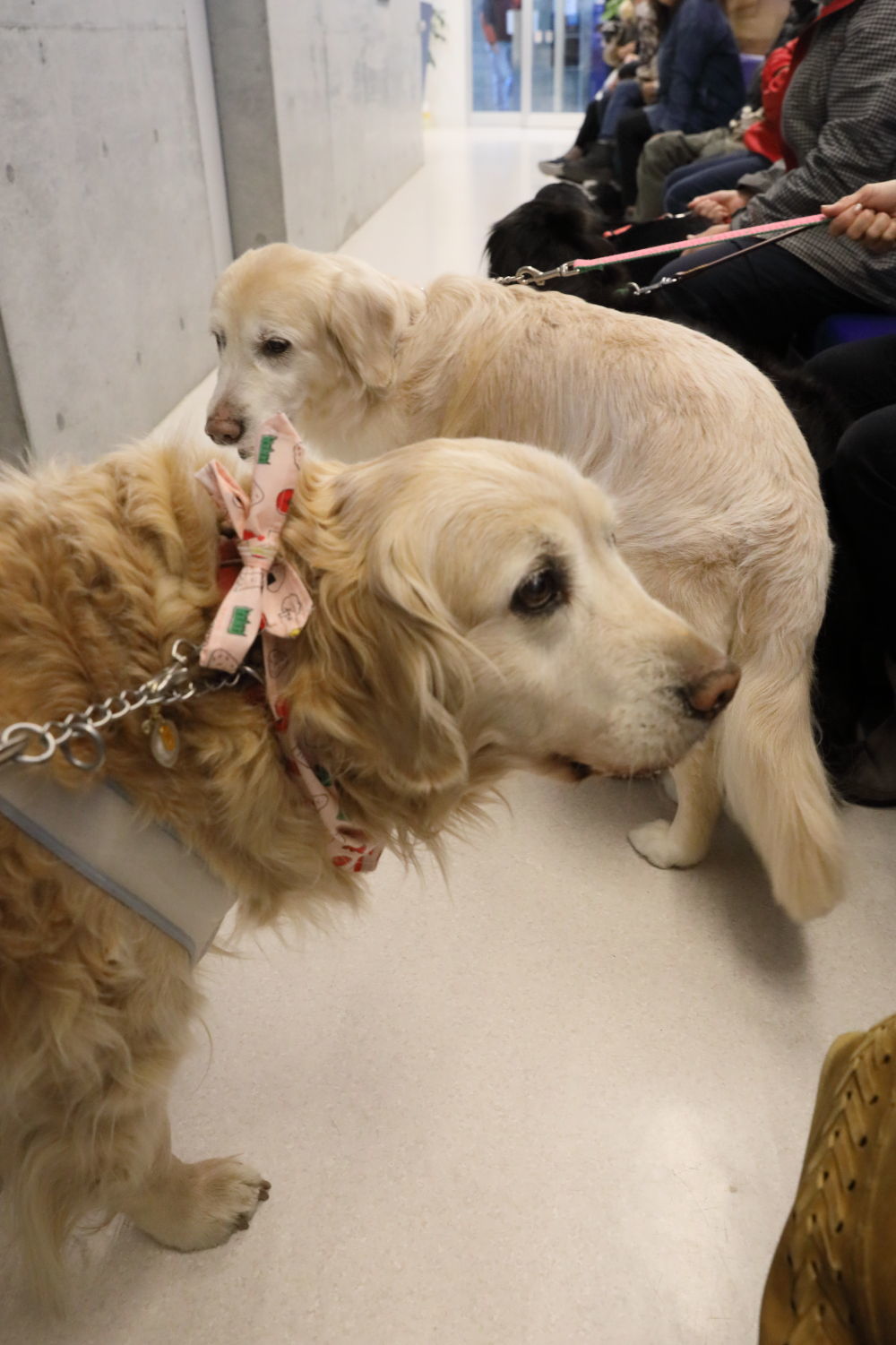 病気の現状と今後 ハナ ララとお散歩