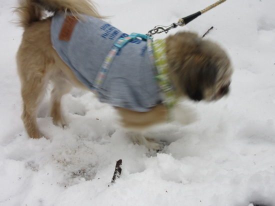 　　　　　雪中さん歩・・・大晦日_a0164011_22272080.jpg