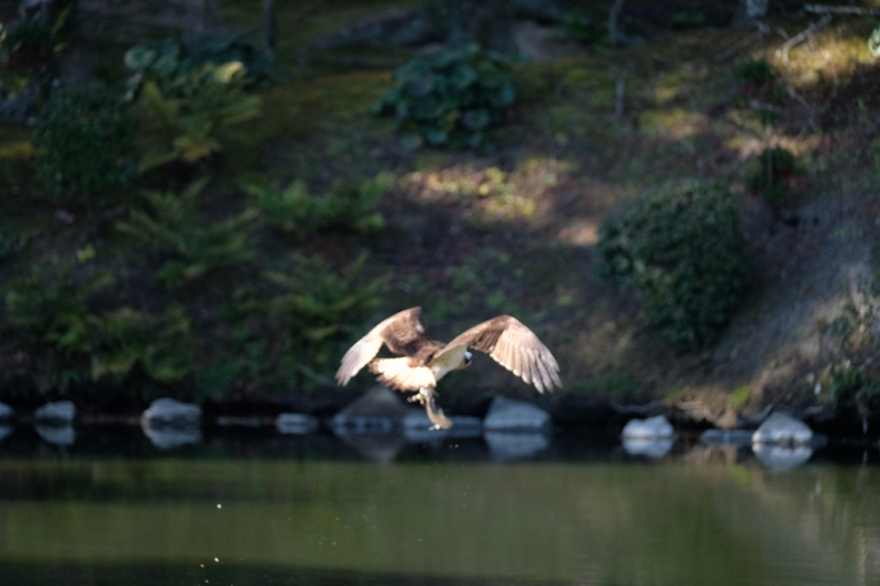 名勝縮景園で野鳥撮り　ミサゴ編_a0287517_13390331.jpg