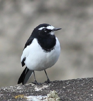 カモママ瓦版　近所の鳥達_c0280322_13502098.jpg