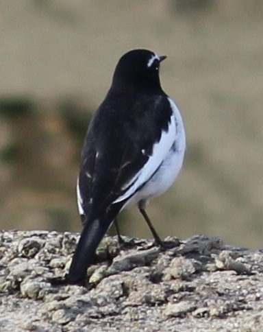 カモママ瓦版　近所の鳥達_c0280322_13502955.jpg