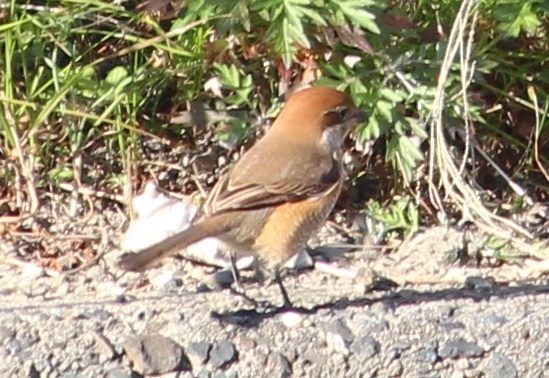 カモママ瓦版　近所の鳥達_c0280322_13541781.jpg