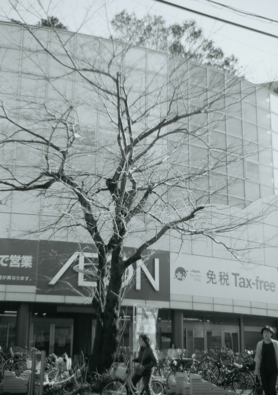 ✿いつもの道_b0330432_10451692.jpeg