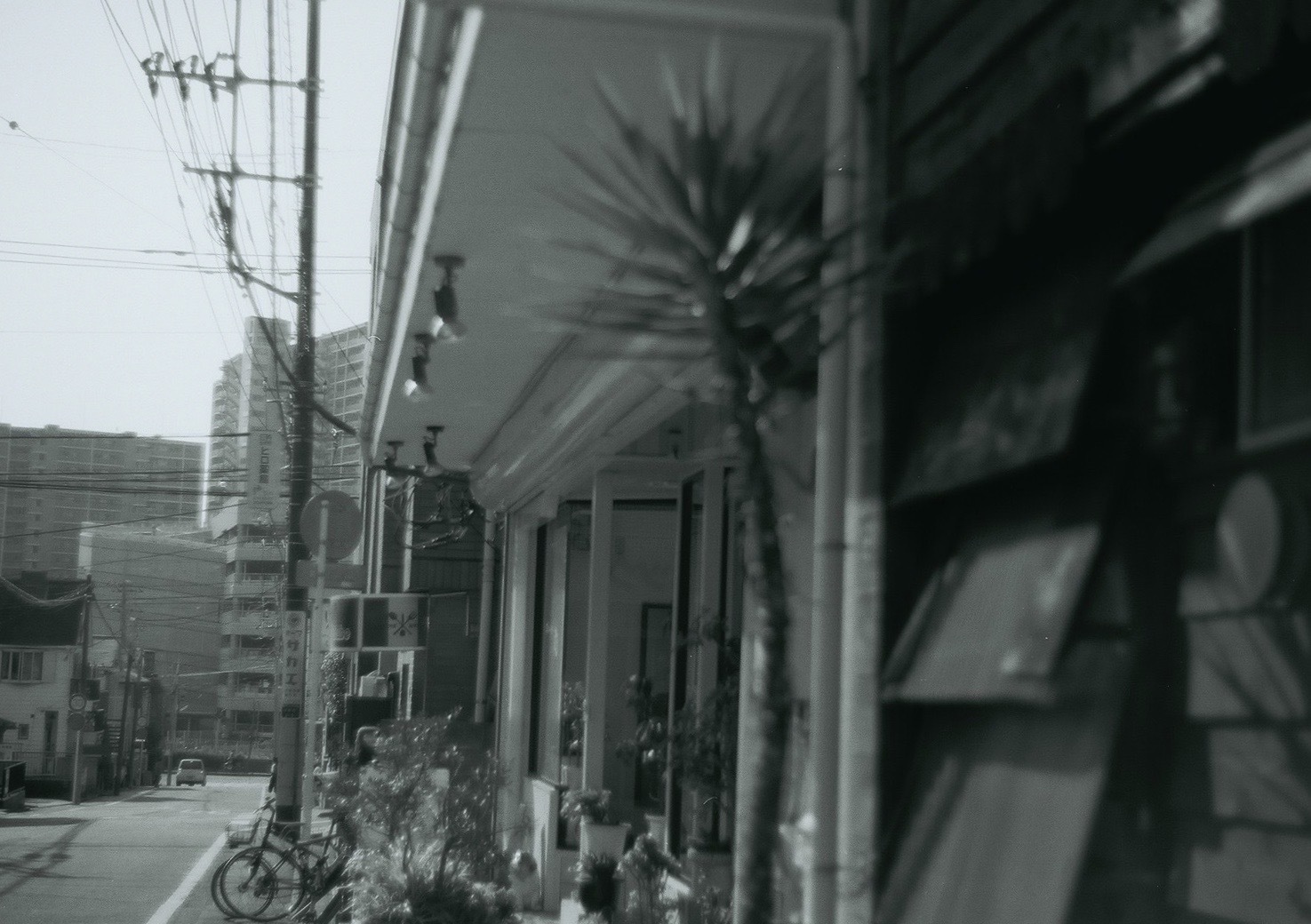 ✿いつもの道_b0330432_10452662.jpeg