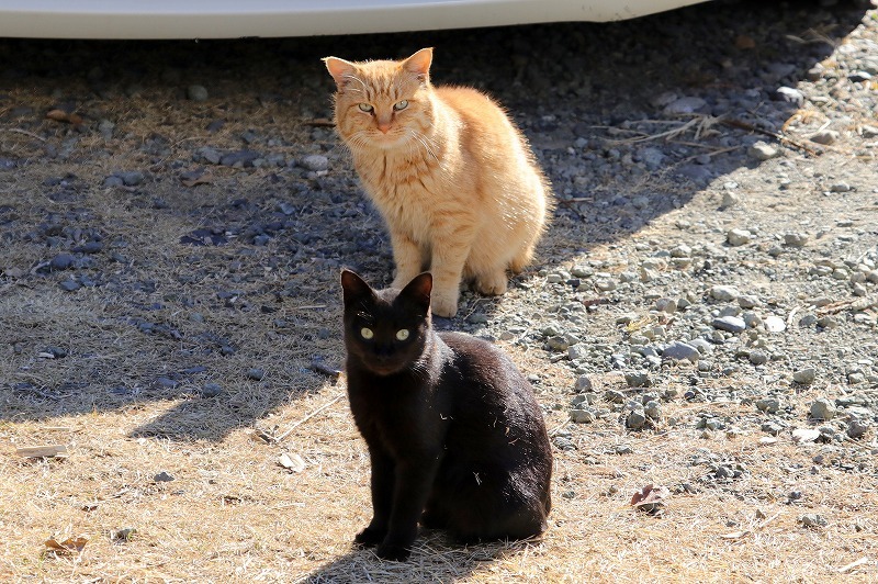 猫 リス 犬 暮らしの中で