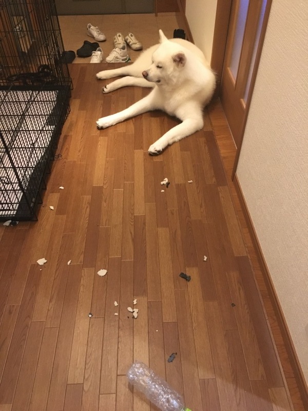 e0364035_21200119.jpeg