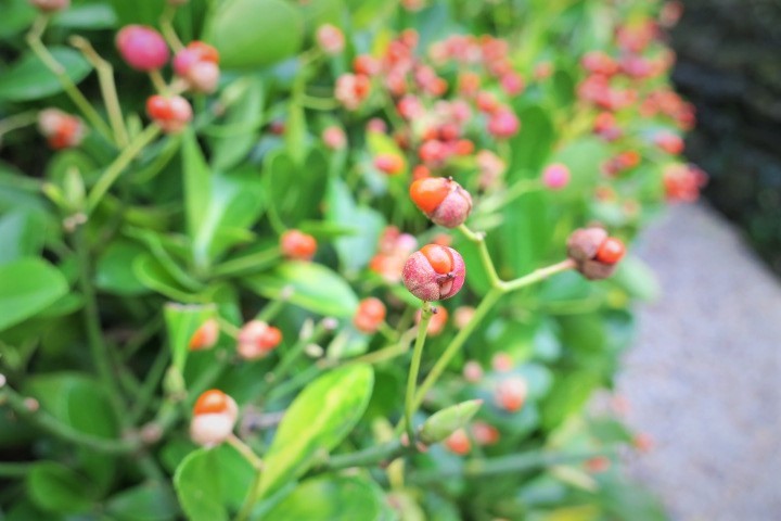 e0300042_21161240.jpg