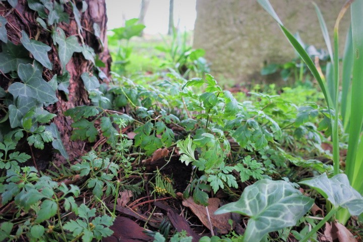 e0300042_21310168.jpg