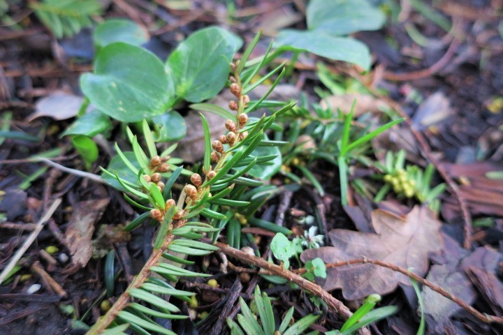 e0300042_21312665.jpg