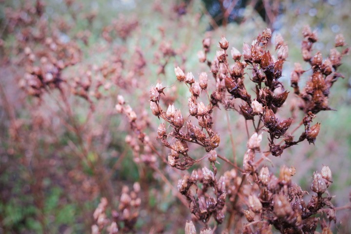 e0300042_21322242.jpg