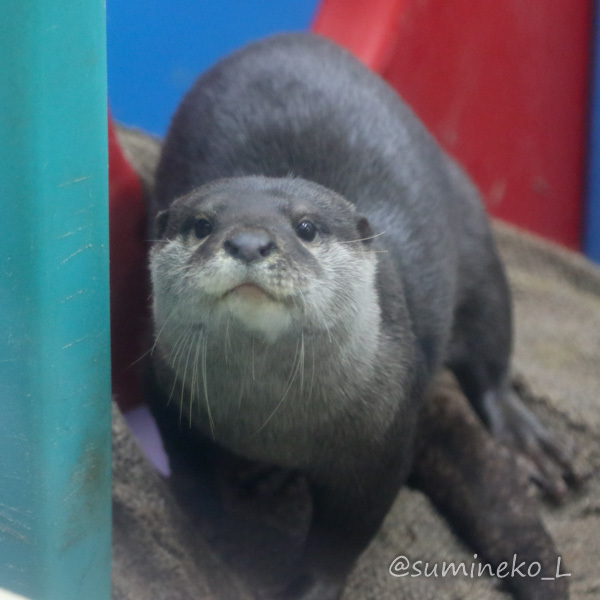 2017/11/19 南知多ビーチランド コツメカワウソ握手！ : 墨色の鳥籠