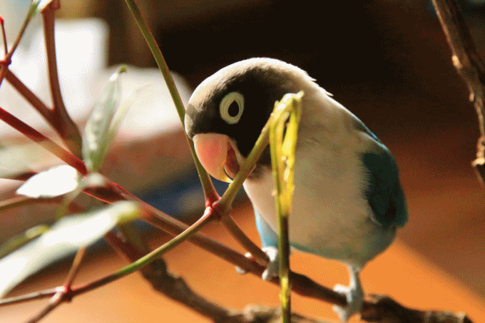 c0145250_09111345.gif