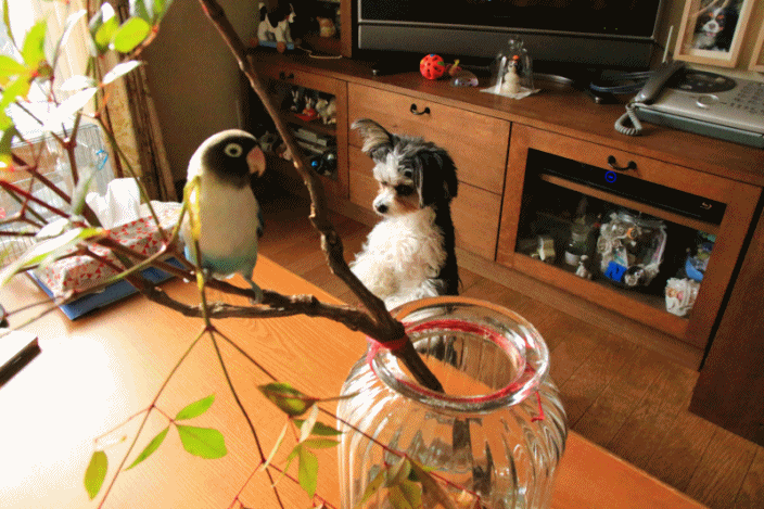 c0145250_09111804.gif