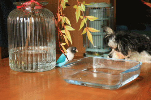 c0145250_09113392.gif