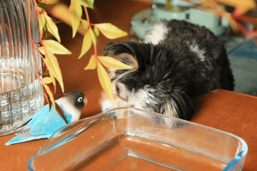 c0145250_09113966.gif