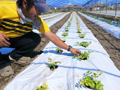 熊本セロリ「清正人参」 平成30年1月16日(火)より再出荷スタート!朝採り新鮮そのものを届けます!!(前編)_a0254656_17365093.jpg
