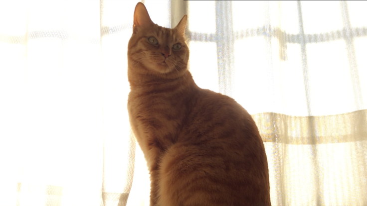 a0022958_20503505.png