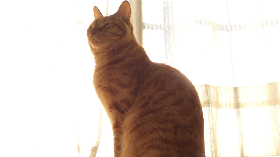 a0022958_20503522.png