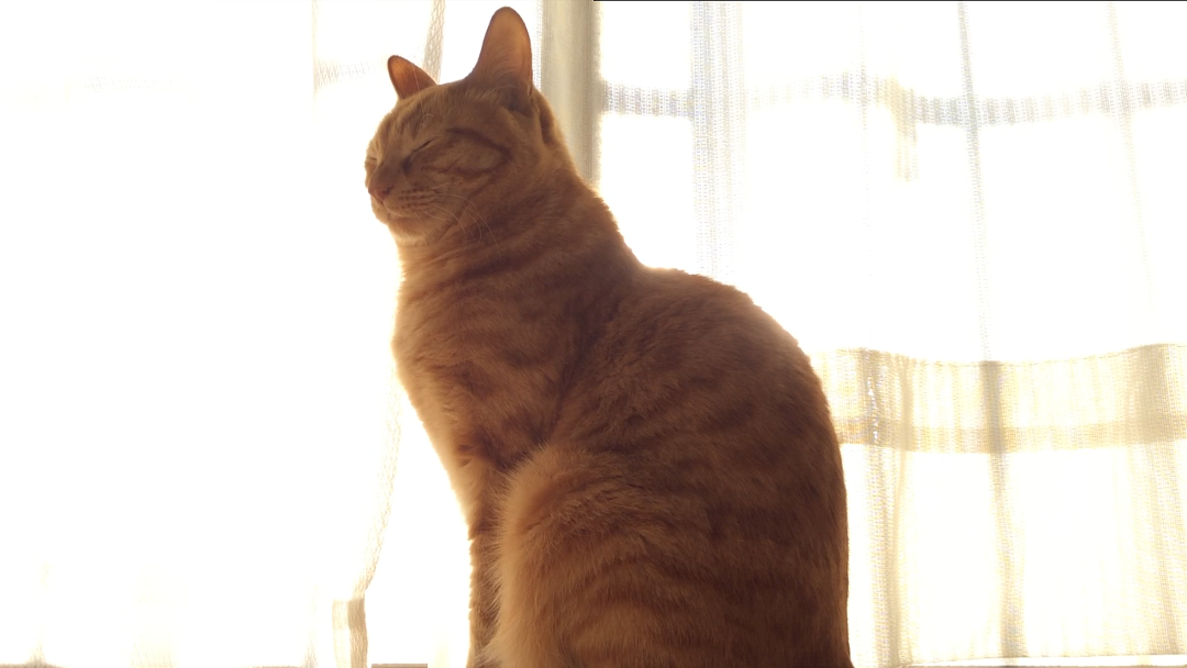 a0022958_20503698.png