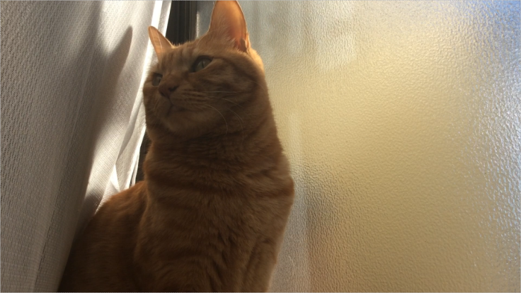 a0022958_21025766.png
