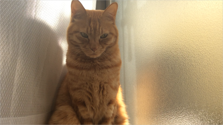 a0022958_21025942.png