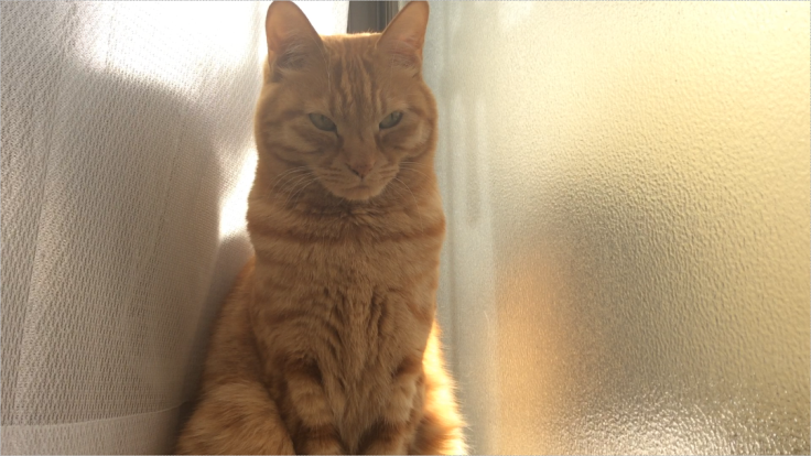a0022958_21025953.png