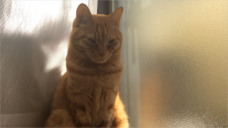 a0022958_21030036.png