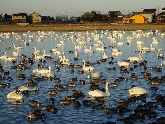 2018白鳥もうで_e0049361_16185724.jpg