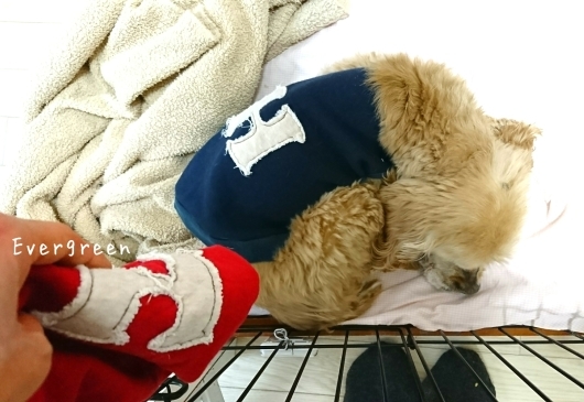 人生わんこ。_d0362666_20143252.jpg