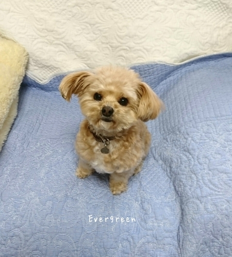 人生わんこ。_d0362666_20265990.jpg