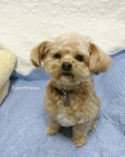 人生わんこ。_d0362666_20272749.jpg