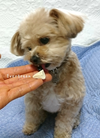 人生わんこ。_d0362666_20293928.jpg