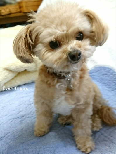 人生わんこ。_d0362666_20302815.jpg