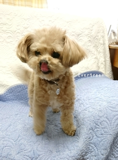 人生わんこ。_d0362666_20311627.jpg