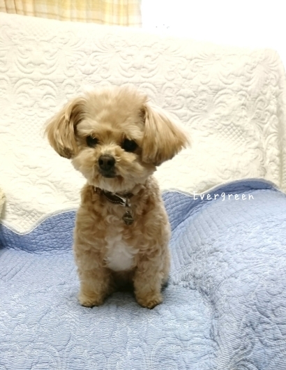 人生わんこ。_d0362666_20313615.jpg