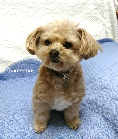 人生わんこ。_d0362666_20320749.jpg